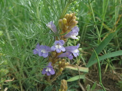Phelipanche aegyptiaca