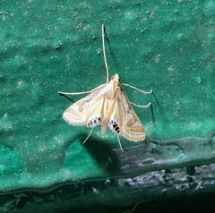 Eoophyla conjunctalis