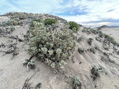Atriplex leucophylla