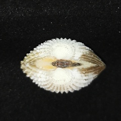 Tegillarca granosa