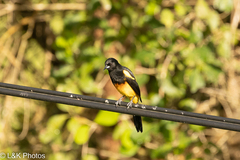 Icterus prosthemelas