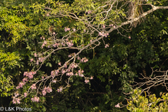 Tabebuia rosea