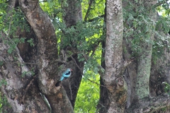 Halcyon senegalensis