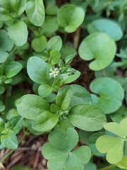 Polycarpon tetraphyllum