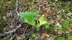Arum pictum