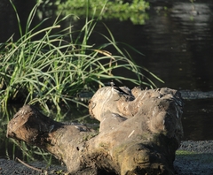 Motacilla maderaspatensis