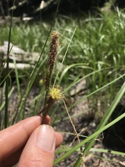 Carex utriculata