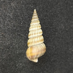 Cerithideopsis largillierti