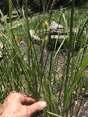 Carex utriculata