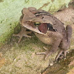 Rhinella ornata × crucifer