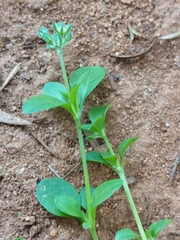Polycarpon tetraphyllum