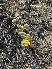 Camissoniopsis cheiranthifolia cheiranthifolia
