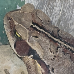 Rhinella ornata × crucifer