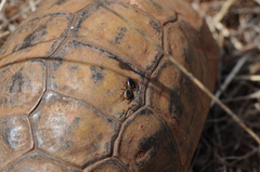 Hyalomma aegyptium