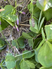 Oxalis debilis