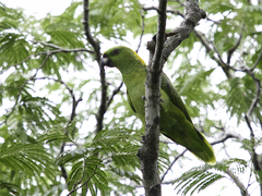 Amazona auropalliata