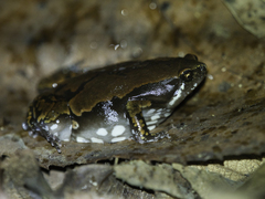 Hypopachus variolosus