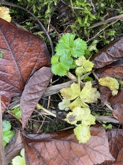 Aegopodium podagraria