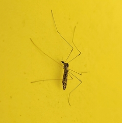 Dicranomyia