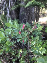 Vaccinium uliginosum