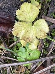 Aegopodium podagraria