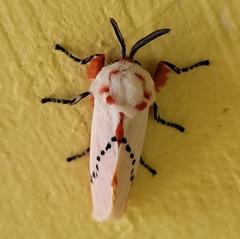 Trosia nigropunctigera