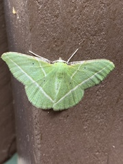 Dichorda illustraria