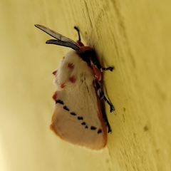 Trosia nigropunctigera