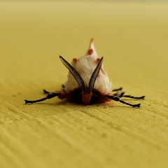 Trosia nigropunctigera