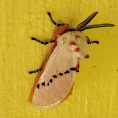 Trosia nigropunctigera