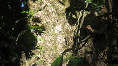 Aiouea montana
