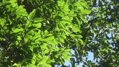 Aiouea montana