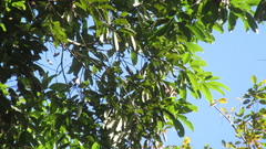 Aiouea montana