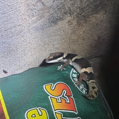 Pachydactylus oshaughnessyi