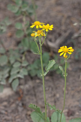 Packera streptanthifolia