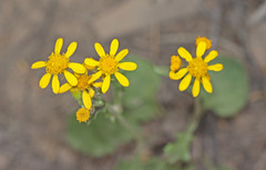 Packera streptanthifolia