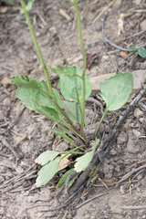 Packera streptanthifolia
