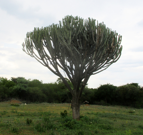 Common Tree Euphorbia