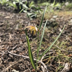 Fritillaria atropurpurea