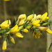 Ulex europaeus latebracteatus - Photo (c) Duarte Frade, some rights reserved (CC BY), uploaded by Duarte Frade