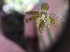 Fritillaria atropurpurea