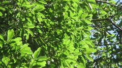 Aiouea montana