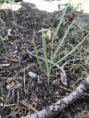 Fritillaria atropurpurea
