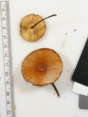 Marasmius cohaerens
