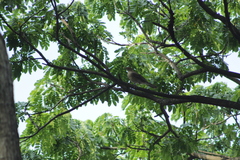 Turdus maculirostris