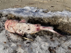 Ameiurus catus