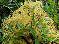 Cuscuta racemosa