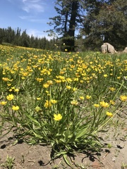 Ranunculus alismifolius