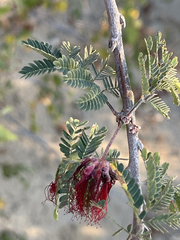 Calliandra californica