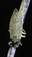Lethocerus